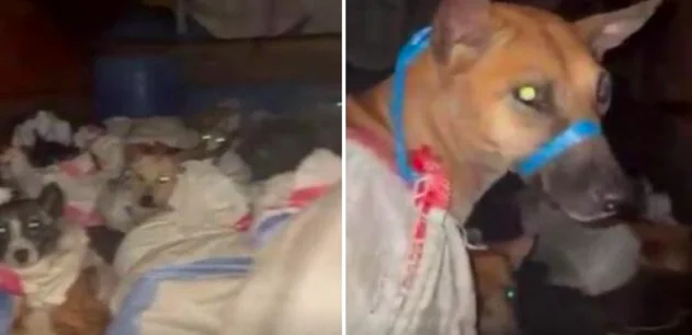 Salvati 53 cani diretti al macello